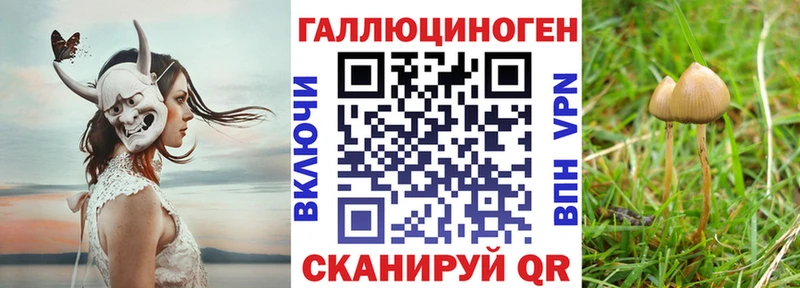 KRAKEN зеркало  купить закладку  Черноголовка  маркетплейс телеграм  Галлюциногенные грибы GOLDEN TEACHER 